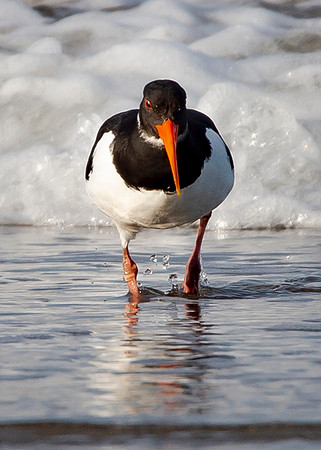 Beach Birds - Thurso Beach