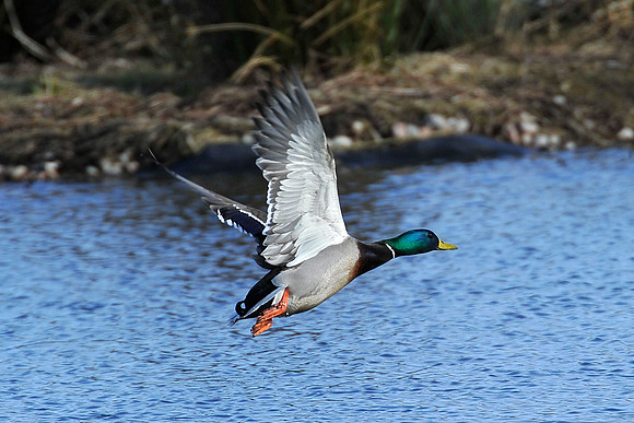 Mallard in flight