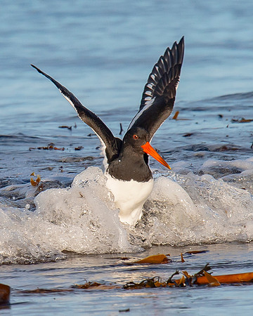 Beach Birds - Thurso Beach