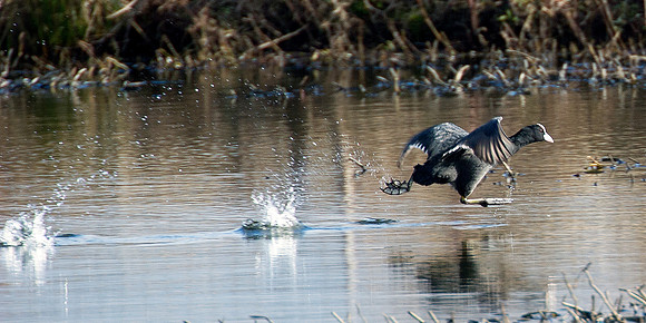 Coot running for take off