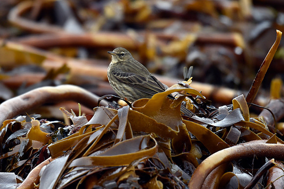 Beach Birds - Thurso Beach