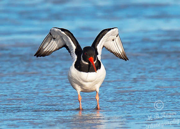 Beach Birds - Thurso Beach