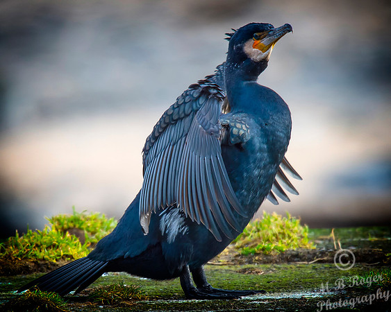 Sea Birds - Cormorant