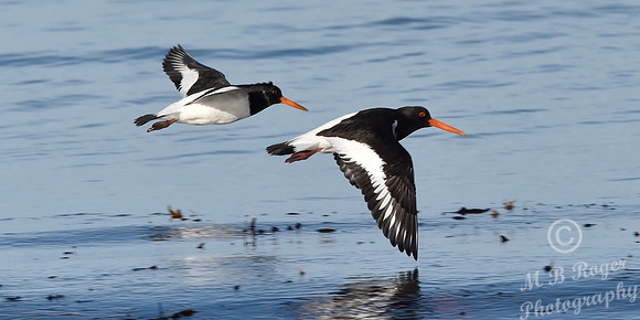 Beach Birds - Thurso Beach