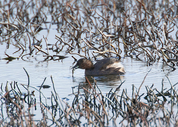 Little Grebe feeding on fish - St John's Loch