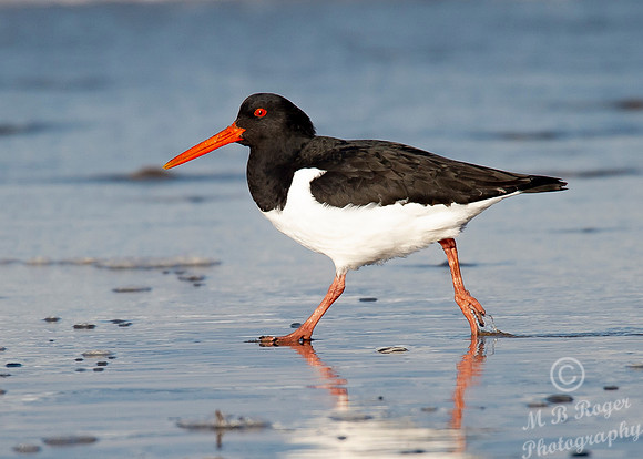 Beach Birds - Thurso Beach