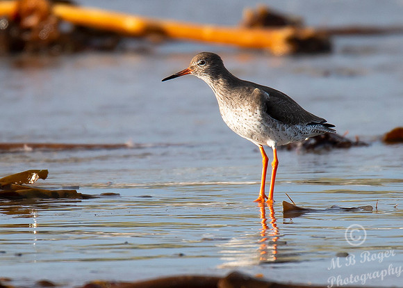 Beach Birds - Thurso Beach