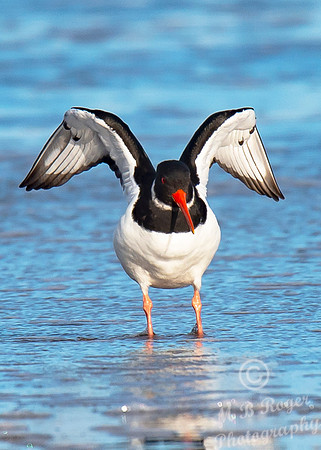 Beach Birds - Thurso Beach