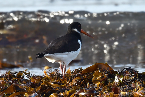 Beach Birds - Thurso Beach