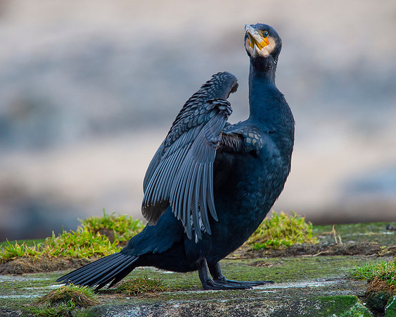 Sea Birds - Cormorant
