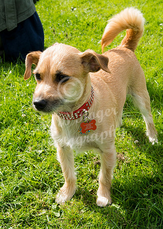 Scrufts 019 p _DSC0029