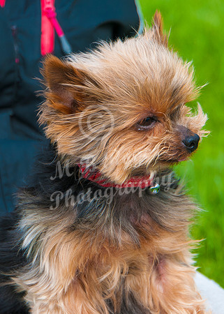 Scrufts 043 p _DSC6581