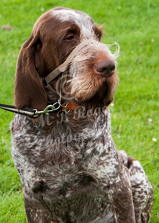 Scrufts 044 p _DSC6591