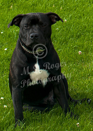 Scrufts 003 p _DSC6538  Fugly  - 1st Best Puppy under 1 yr