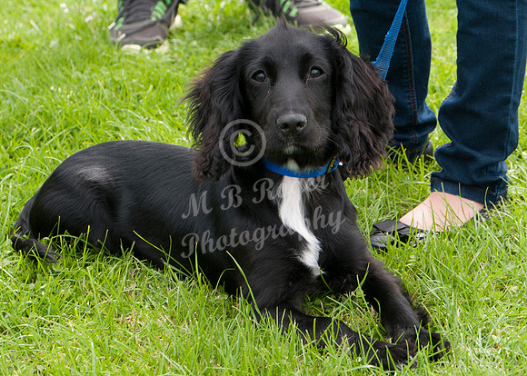 Scrufts 025 p _DSC6525
