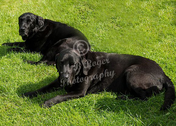 Scrufts 018 p _DSC0028