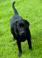 Scrufts 005 p _DSC6582  Orlagh  - 1st Prettiest Bitch