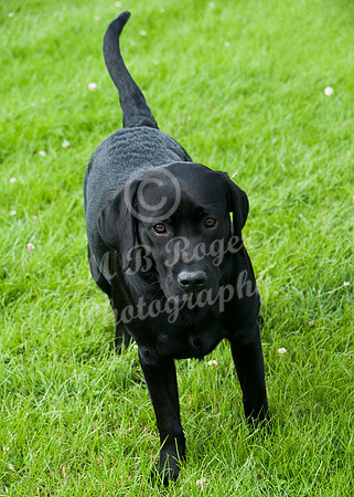 Scrufts 005 p _DSC6582  Orlagh  - 1st Prettiest Bitch