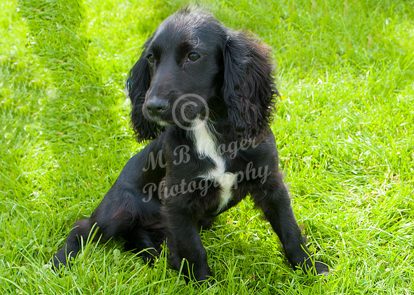 Scrufts 026 p _DSC6528