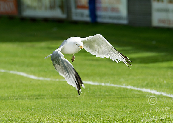 Wick 3 v Huntly 0 SHFL 29/08/2015  Harmsworth Park