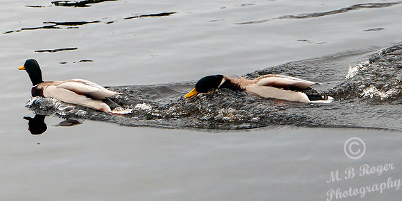 Mallard Ducks