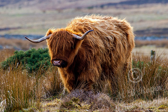 Highland Cow