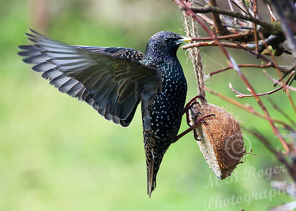 Starling on coconut feeder