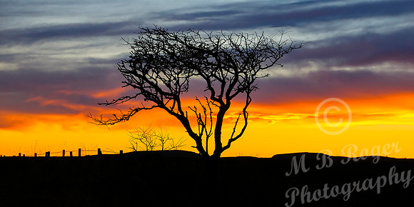 Tree in Sunset