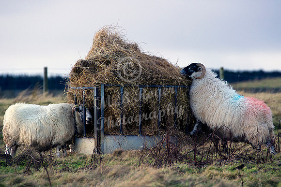 feeding sheep