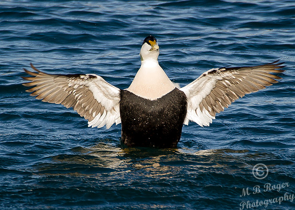 Eider Duck