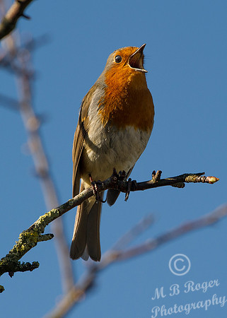 Robin at Halkirk River