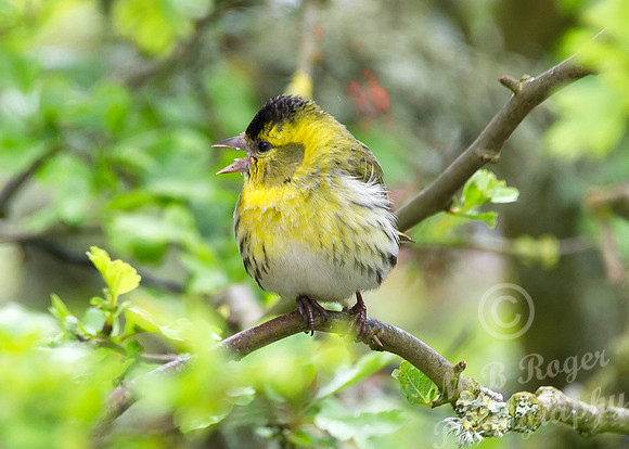 Siskin