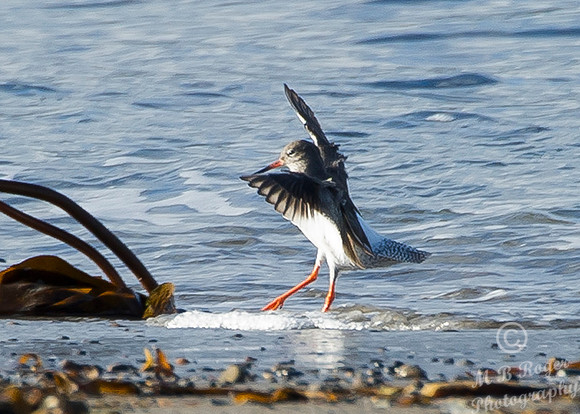 Juvenile Redshank landing