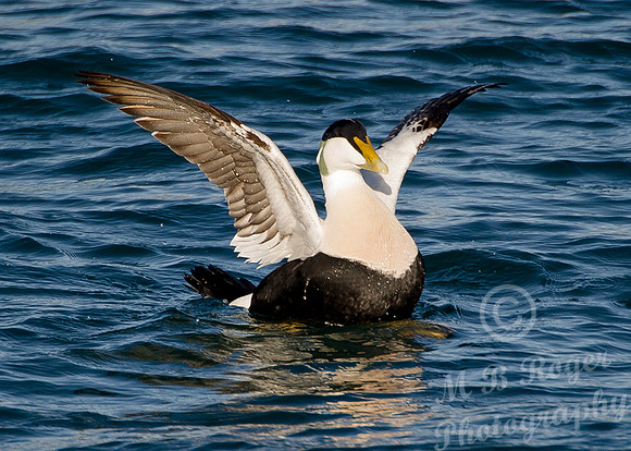 Eider Duck