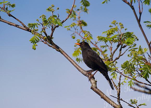 Cock Blackbird in tree