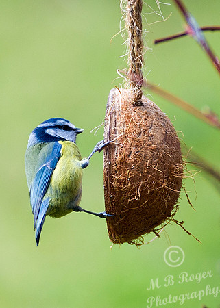 Blue Tit on coconut feeder