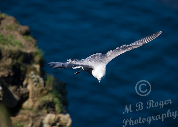 gull enjoying the thermals