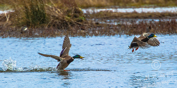 Squabbling Mallards