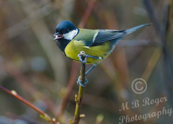 Great Tit in our back garden