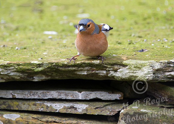 Chaffinch - One, Two, Three... Geromino
