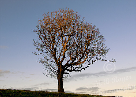 lone tree at Geiss