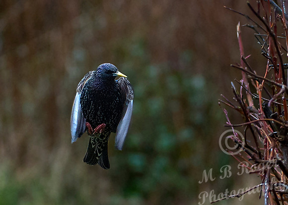 Hovering Starling