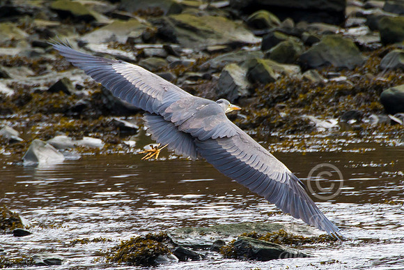 Grey Heron in flight