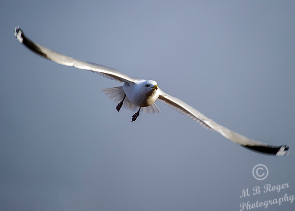 Gull in flight
