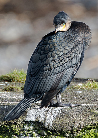 Cormorant at Thurso Harbour