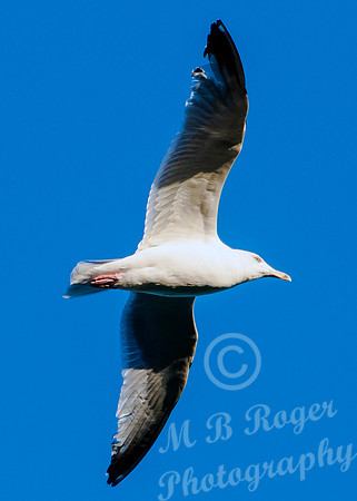Gull in flight