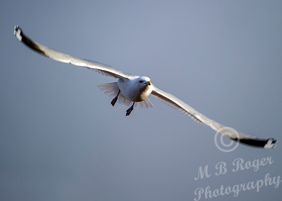 Gull in flight