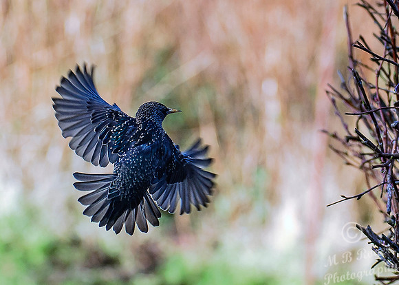 starling in flight