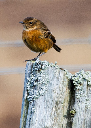 Female Stonechat - winter plumage