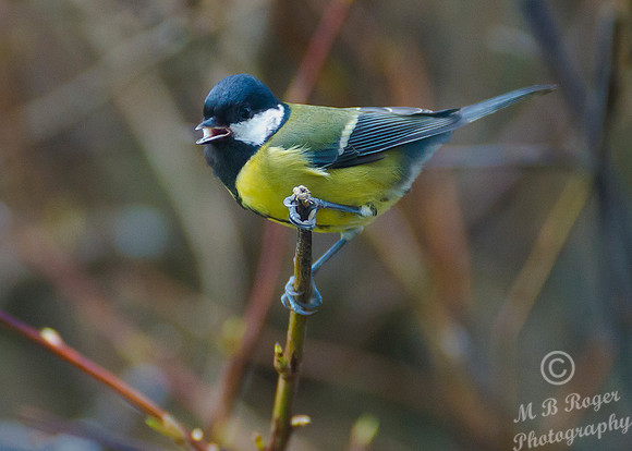 Great Tit in our back garden
